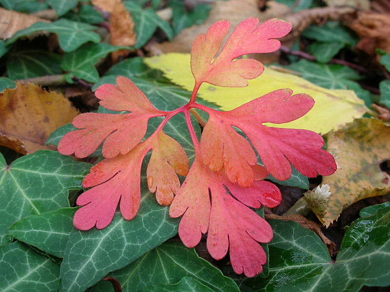 I colori dell''autunno...